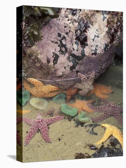 Giant Green Anemones and Ochre Sea Stars, Cape Kiwanda State Park, Oregon, USA-Stuart Westmoreland-Premier Image Canvas