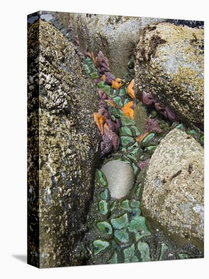 Giant Green Anemones, and Ochre Sea Stars, Exposed on Rocks, Olympic National Park, Washington, USA-Georgette Douwma-Premier Image Canvas