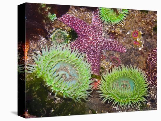 Giant Green Anemones, and Ochre Sea Stars, Olympic National Park, Washington, USA-Georgette Douwma-Premier Image Canvas