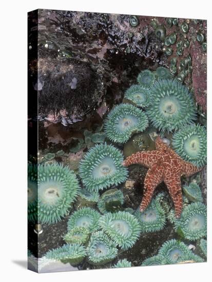 Giant Green Anemones and Ochre Sea Stars, Oregon, USA-Stuart Westmoreland-Premier Image Canvas