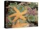 Giant Green Anemones and Ochre Sea Stars-Stuart Westmoreland-Premier Image Canvas