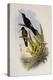 Giant Hummingbird, Patagona Gigas-John Gould-Premier Image Canvas