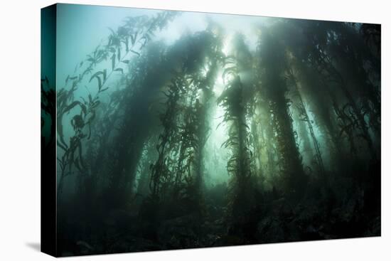 Giant Kelp (Macrocystis Pyrifera) Grows Off the Coast of California-Stocktrek Images-Premier Image Canvas