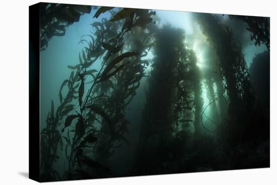 Giant Kelp (Macrocystis Pyrifera) Grows Off the Coast of California-Stocktrek Images-Premier Image Canvas
