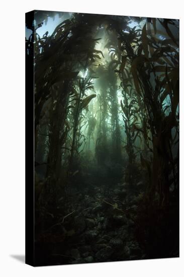 Giant Kelp (Macrocystis Pyrifera) Grows Off the Coast of California-Stocktrek Images-Premier Image Canvas