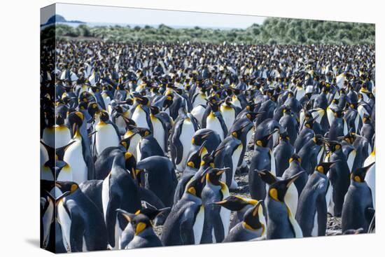 Giant king penguin (Aptenodytes patagonicus) colony, Salisbury Plain, South Georgia, Antarctica, Po-Michael Runkel-Premier Image Canvas