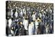 Giant king penguin (Aptenodytes patagonicus) colony, Salisbury Plain, South Georgia, Antarctica, Po-Michael Runkel-Premier Image Canvas