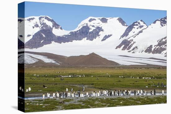 Giant king penguin (Aptenodytes patagonicus) colony, Salisbury Plain, South Georgia, Antarctica, Po-Michael Runkel-Premier Image Canvas