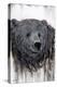 Giant Kodiak-Angela Bawden-Stretched Canvas