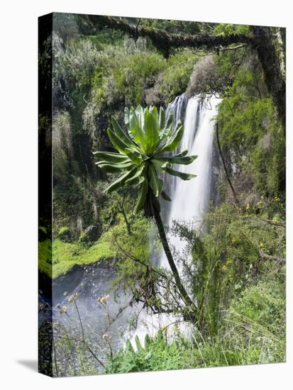 Giant Lobelia in Aberdare National Park, Kenya-Martin Zwick-Premier Image Canvas