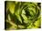 Giant Lobelia Plant Close-up-Anna Miller-Premier Image Canvas