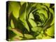 Giant Lobelia Plant Close-up-Anna Miller-Premier Image Canvas