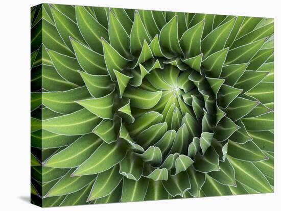 Giant Lobelia Rosette of Leaves, Mount Kenya National Park, Kenya-Martin Zwick-Premier Image Canvas