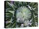 Giant Lobelia Rosette of Leaves, Mount Kenya National Park, Kenya-Martin Zwick-Premier Image Canvas