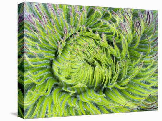 Giant Lobelia Rosette of Leaves, Mount Kenya National Park, Kenya-Martin Zwick-Premier Image Canvas