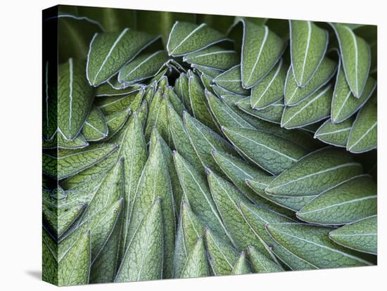 Giant Lobelia Rosette of Leaves, Mount Kenya National Park, Kenya-Martin Zwick-Premier Image Canvas