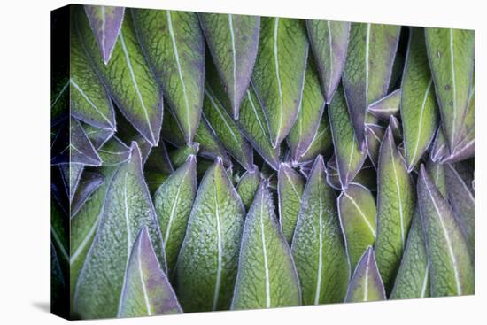 Giant Lobelia Rosette of Leaves, Mount Kenya National Park, Kenya-Martin Zwick-Premier Image Canvas