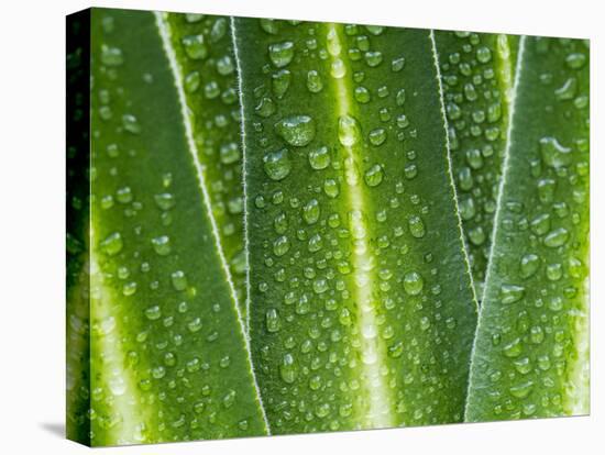 Giant Lobelia Rosette of Leaves, Mount Kenya National Park, Kenya-Martin Zwick-Premier Image Canvas