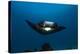 Giant Manta Ray-Matthew Oldfield-Premier Image Canvas