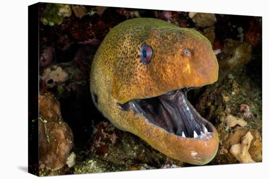 Giant moray with mouth open, looming out of a crevice, Egypt-Alex Mustard-Premier Image Canvas