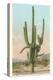 Giant Multi-Armed Saguaro Cactus-null-Stretched Canvas