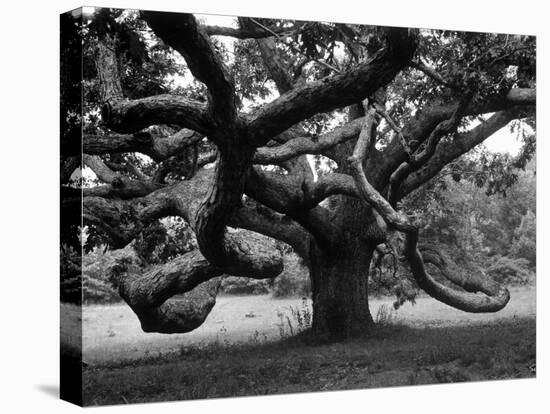 Giant Oak Tree on Martha's Vineyard-Alfred Eisenstaedt-Premier Image Canvas