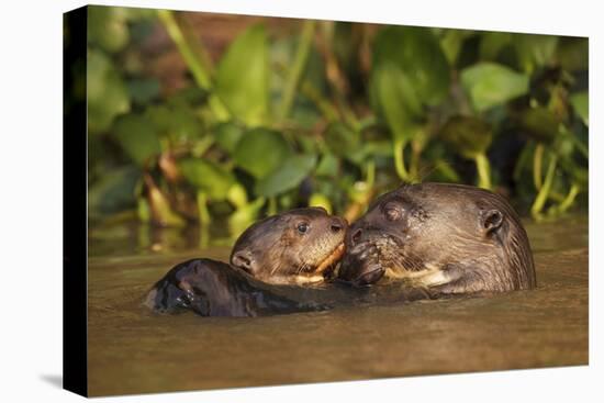 Giant Otter adult with young in water, Pantanal, Brazil-Tony Heald-Premier Image Canvas