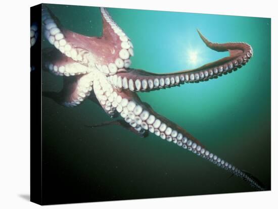 Giant Pacific Octopus, Pacific Northwest, USA-Stuart Westmoreland-Premier Image Canvas