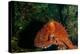 Giant Pacific Octopus Portrait Off Vancouver Island, B.C-James White-Premier Image Canvas