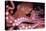 Giant Pacific Octopus-null-Premier Image Canvas