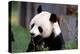 Giant Panda Ailuropoda Melanoleuca Eating Bamboo-null-Premier Image Canvas