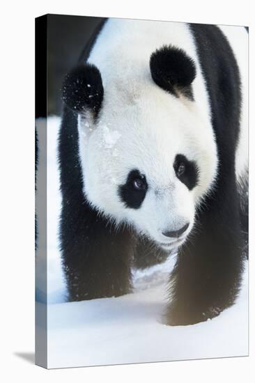 Giant panda (Ailuropoda melanoleuca) in snow, captive.-Edwin Giesbers-Premier Image Canvas