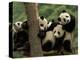 Giant Panda Babies, Wolong China Conservation and Research Center for the Giant Panda, China-Pete Oxford-Premier Image Canvas