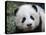 Giant Panda Baby, Aged 5 Months, Wolong Nature Reserve, China-Eric Baccega-Premier Image Canvas