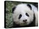 Giant Panda Baby, Aged 5 Months, Wolong Nature Reserve, China-Eric Baccega-Premier Image Canvas