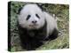 Giant Panda Baby Aged 5 Months, Wolong Nature Reserve, China-Eric Baccega-Premier Image Canvas