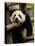 Giant Panda Baby, Wolong China Conservation and Research Center for the Giant Panda, China-Pete Oxford-Premier Image Canvas