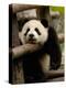 Giant Panda Baby, Wolong China Conservation and Research Center for the Giant Panda, China-Pete Oxford-Premier Image Canvas