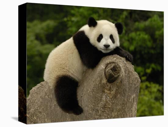 Giant Panda Baby, Wolong China Conservation and Research Center for the Giant Panda, China-Pete Oxford-Premier Image Canvas