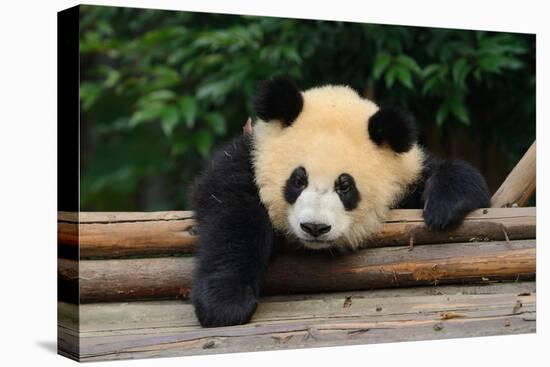 Giant Panda Bear-nelik-Premier Image Canvas