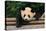 Giant Panda Bear-nelik-Premier Image Canvas