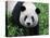 Giant Panda Bifengxia Giant Panda Breeding and Conservation Center, China-Eric Baccega-Premier Image Canvas