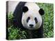 Giant Panda Bifengxia Giant Panda Breeding and Conservation Center, China-Eric Baccega-Premier Image Canvas