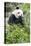 Giant Panda, Chengdu, China-Paul Souders-Premier Image Canvas