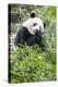 Giant Panda, Chengdu, China-Paul Souders-Premier Image Canvas