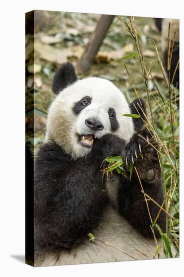 Giant Panda, Chengdu, China-Paul Souders-Premier Image Canvas