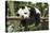 Giant Panda Cub, Chengdu, China-Paul Souders-Premier Image Canvas