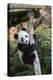 Giant Panda cub climbing, Beauval Zoo, France-Eric Baccega-Premier Image Canvas