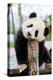 Giant panda cub, Huanlili, sitting on wooden platform-Eric Baccega-Premier Image Canvas