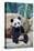 Giant panda cub playfuly chewing a bamboo stick. Captive at Beauval Zoo-Eric Baccega-Premier Image Canvas